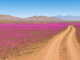 Camino de tierra atravesando un extenso campo de flores rosadas y lilas en el Desierto Florido de Atacama durante la primavera austral, bajo un cielo azul despejado