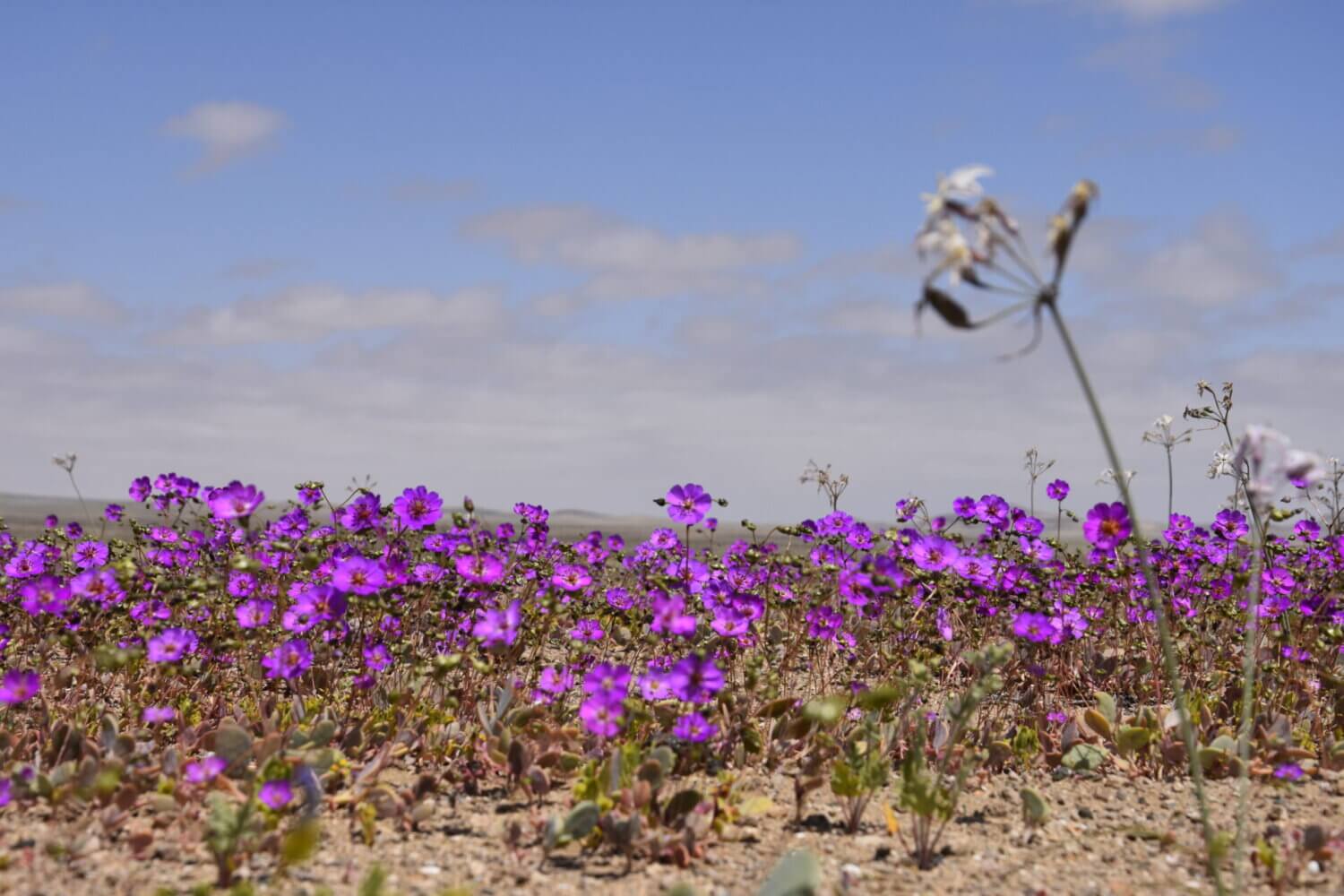 Flores lilas cubriendo el suelo del Desierto Florido de Atacama durante la primavera austral, símbolo de la vida que renace en el desierto más seco del mundo