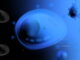 Representación digital abstracta de células observadas bajo luz azul, símbolo del avance de la inteligencia artificial para tratar el cáncer