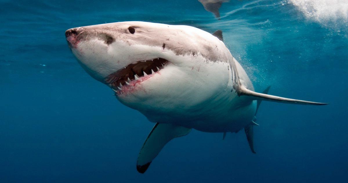 Tiburón blanco nadando en aguas abiertas durante un estudio sobre trajes resistentes a mordidas de tiburón